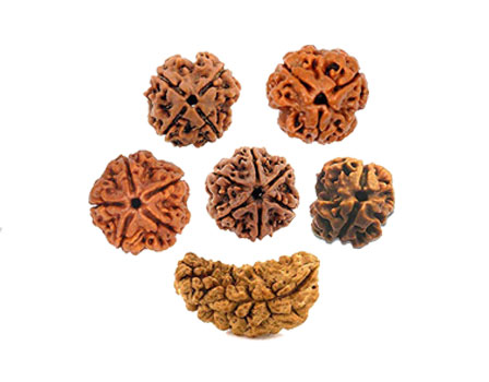 Rudraksha